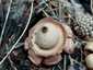 Hármas csillaggomba (Geastrum michelianum), Budai-hegység